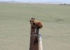 Bear2.jpg