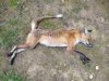 Fox1.jpg