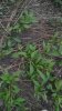 green stuff 7-3.jpg