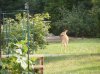 DSCF2384.jpg
