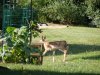 DSCF2393.jpg