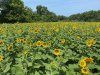 Sunflowers July 21.jpg