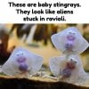 baby stingrays.jpg