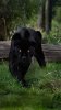 995b821649800802c7a9b05eb6e2deb9--black-beauty-black-panthers.jpg