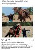 reins.jpg