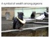 pigeons.jpeg
