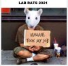 lab rat.jpg