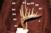 buck-rack-terminology-2.jpg