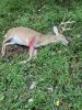 IMG_0268.jpg 2021 buck pic 3.jpg