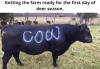 cow.png