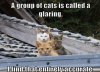 glaring.jpg