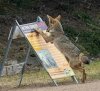 coyote alert.jpg