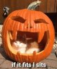 cat.jpg