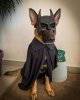 bat dog.jpg
