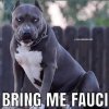 bring him.jpg