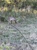 95E74062-5F1A-4550-A6A5-2533649DB3DB.jpeg