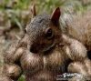 1160688-squirrel_man.jpg
