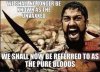 pure bloods.jpg