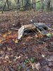 Image1636723731.116350.jpg