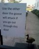 goose attack.jpg