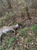 JW's 7 pt 2021 bow.jpg