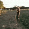 ropin.gif