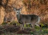 deer-big-buck-1.jpg
