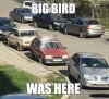 big bird.jpg