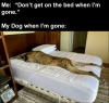 dog in bed.png