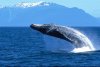 long-whale-admirality-island_2660.jpg