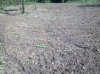 small plot2.jpg