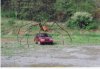 spider_over_car_web.jpg