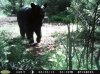 Backyard Bear.jpg