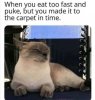 carpet.jpg