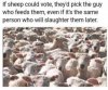 sheep.jpg