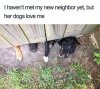 neighbors dogs.jpg