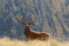red stag b.jpg