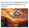 raccoons.jpg