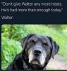 walter.jpeg