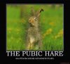 pubic hare.jpg