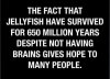 jellyfish.jpg