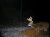 14hardhorned2.jpg