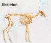 skeleton-whitetail-deer.jpg