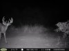 big velvet buck 8-29-12.jpg