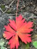 Image1663949001.911852.jpg