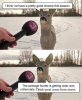 deer.thumb.jpg.1eba974bd8e04c42b63f47caa8fba931.jpg