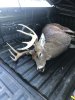 buck 11-9-22.jpg