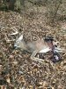 buck 11-9.jpg