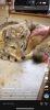 soft coyote.png