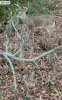 Buck_Nov 19_2a.jpg